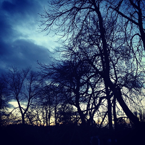 1365__365__trees__sky__winter